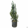 Oak Leaf Holly 15 gallon