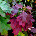 Oakleaf Hydrangea