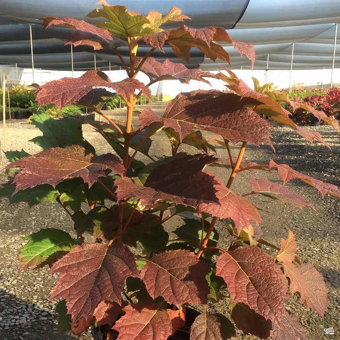 Oakleaf Hydrangea