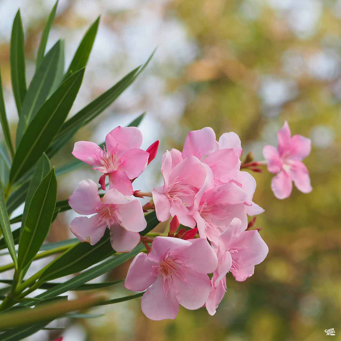 Oleander Petite Pink