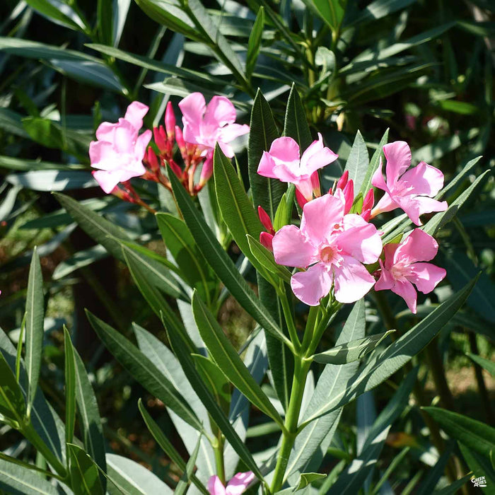 Pink Oleander