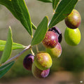 Frantonio Olive