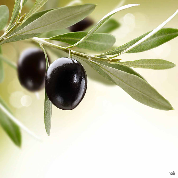 Olea 'Manzanillo'