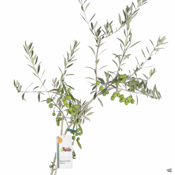 Olea Manzanillo