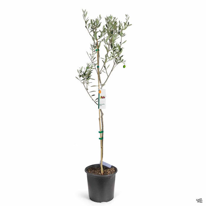 Olea Manzanillo 3 gallon