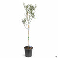 Olea Manzanillo 3 gallon