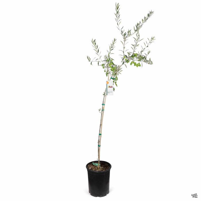 Olea Manzanillo 5 gallon