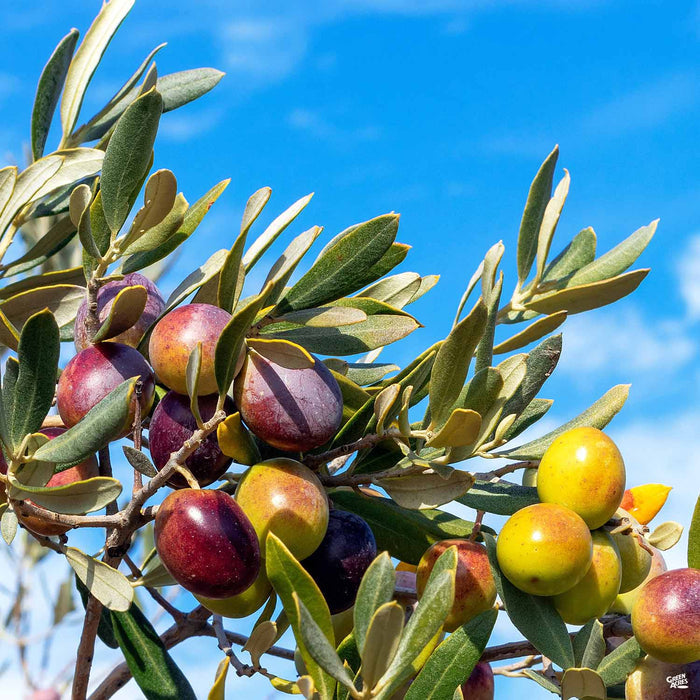 Olive Taggiasca