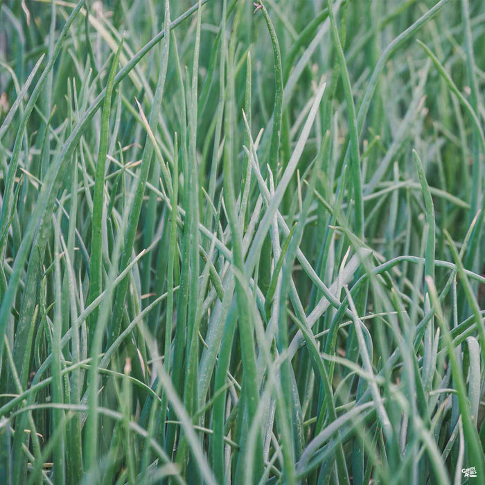 Scallions