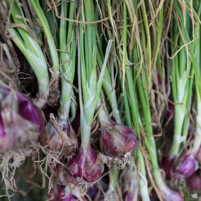 Green Onion Shallots