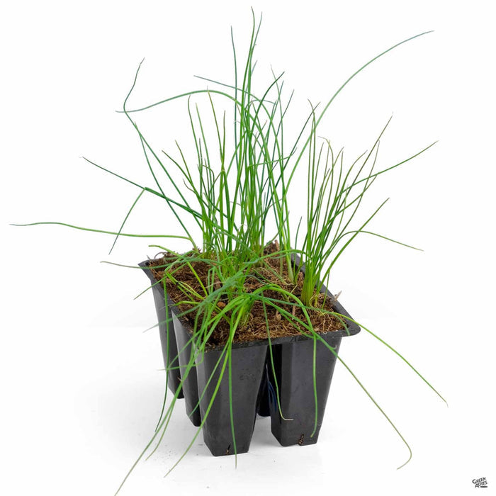 Green Onion Shallots 6 pack