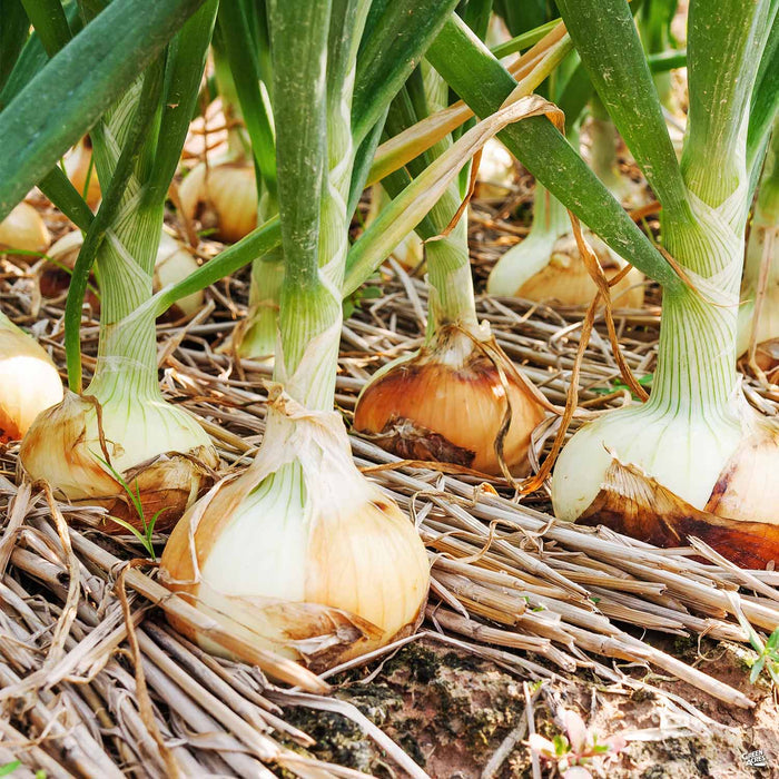 Walla Walla Onion