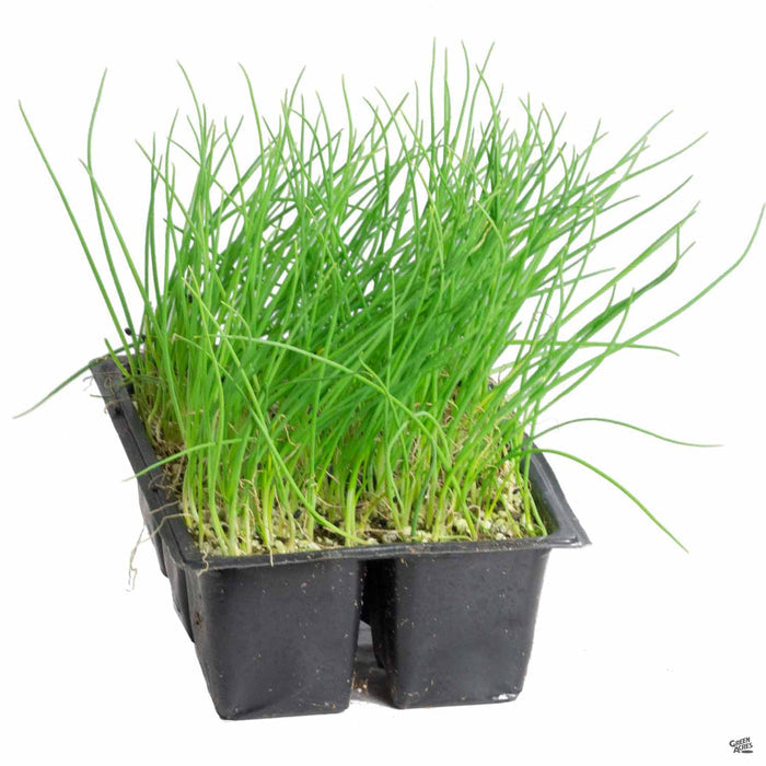 Walla Walla Onion 6 pack