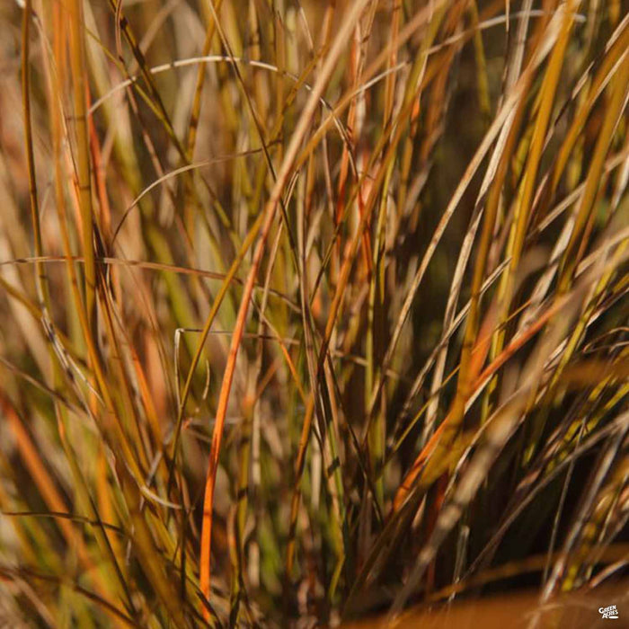 Orange Sedge Prairie Fire