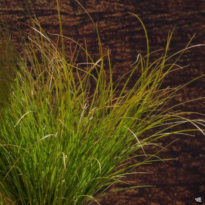 Orange Sedge Prairie Fire