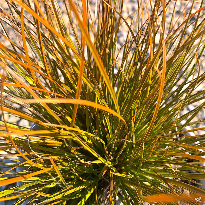 Orange Sedge Prairie Fire