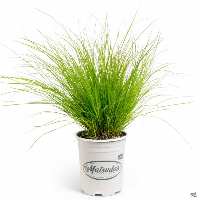 Orange Sedge Prairie Fire 1 gallon Matsudas