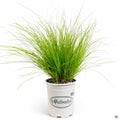 Orange Sedge Prairie Fire 1 gallon Matsudas