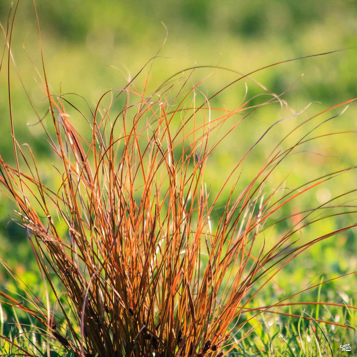 Orange Sedge