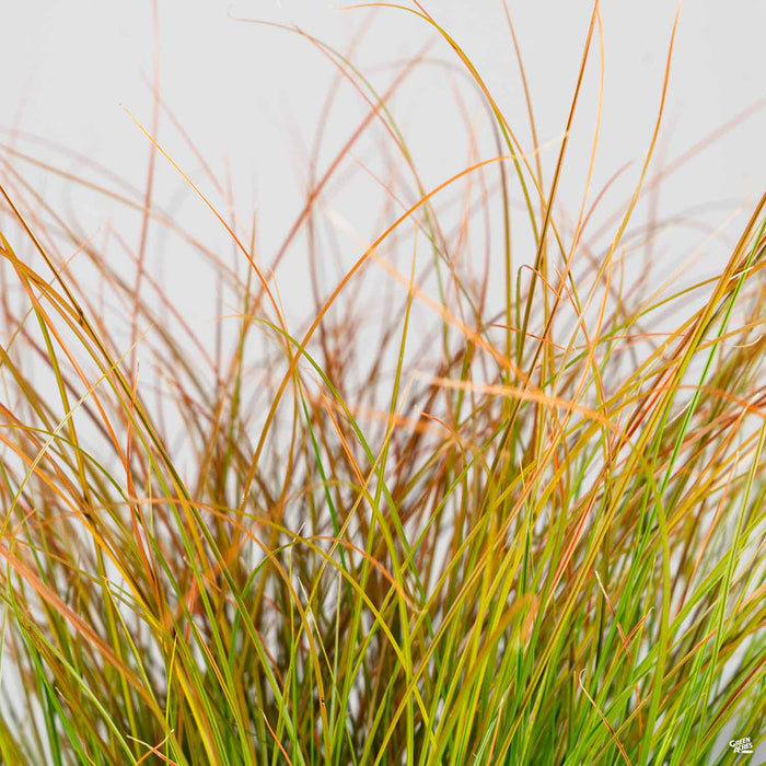 Orange Sedge