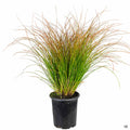 Orange Sedge 1 gallon