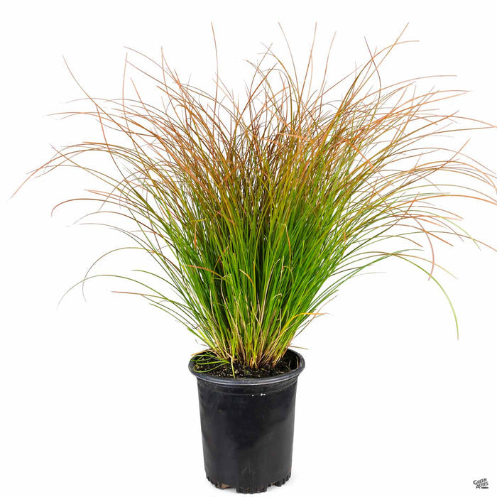 Orange Sedge 1 gallon