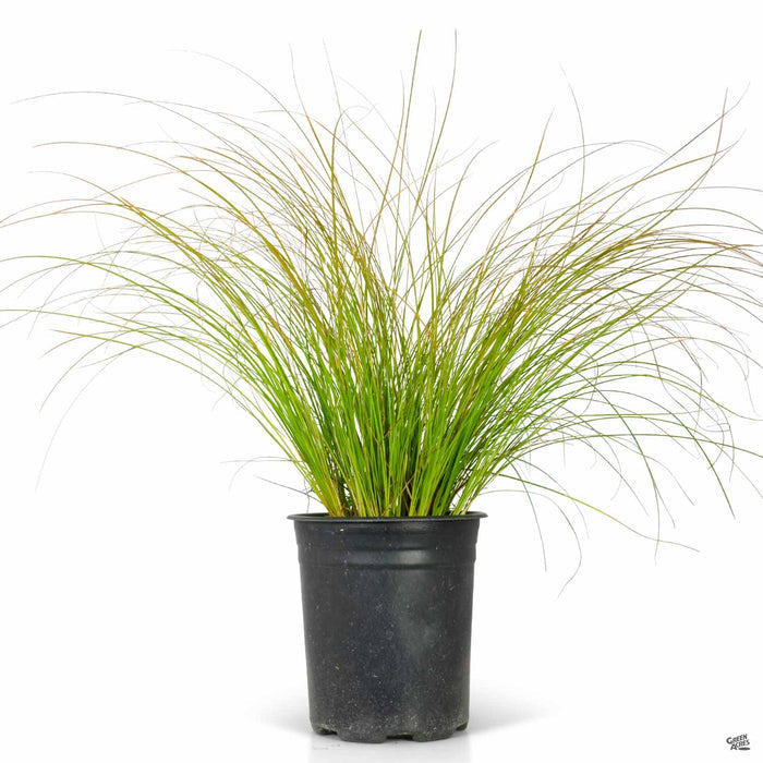 Orange Sedge 1 gallon