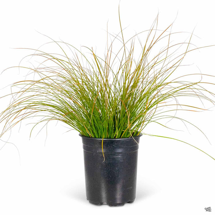 Orange Sedge 1 gallon