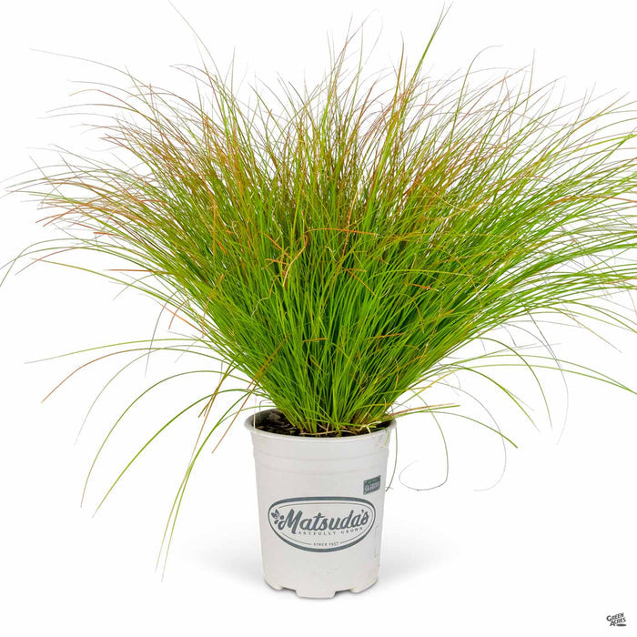 Orange Sedge 1 gallon Matsudas