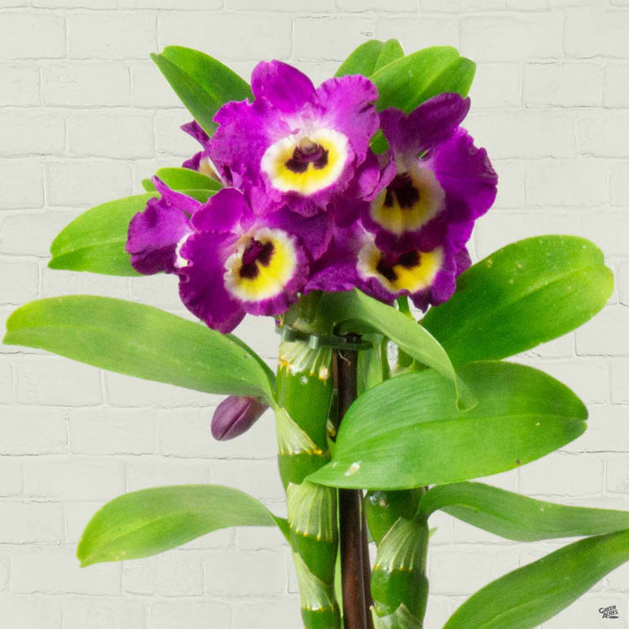 Orchid Dendrobium