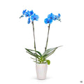 Orchid Phalaenopsis Gemstone Blue 5 inch