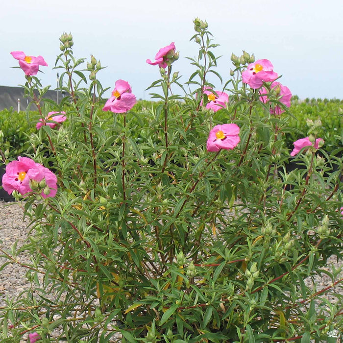 Rockrose