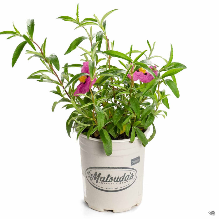 Rockrose 1 gallon