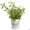 Rockrose 1 gallon