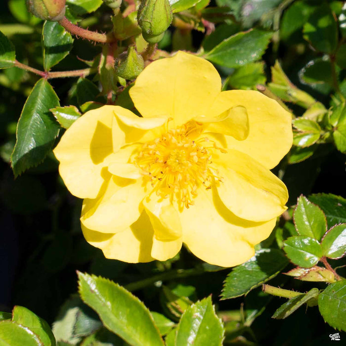 Rose 'Oso Easy Lemon Zest' (Yellow)