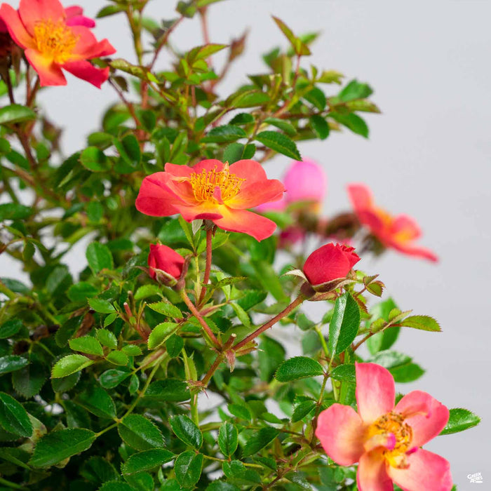 Rose 'Oso Easy Hot Paprika' (Red)