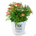 Rose 'Oso Easy Hot Paprika' 02T