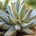 Pachyveria 'Blue Pearl'