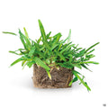 Palmetto St Augustine Grass Sod Pod