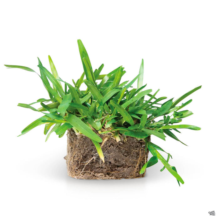 Palmetto St Augustine Grass Sod Pod