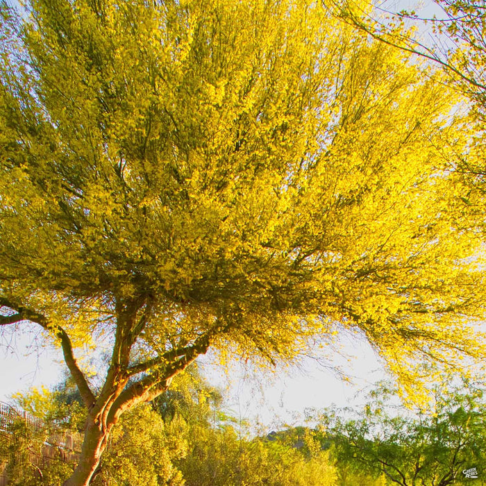 Palo Verde 'Desert Museum' Single Trunk