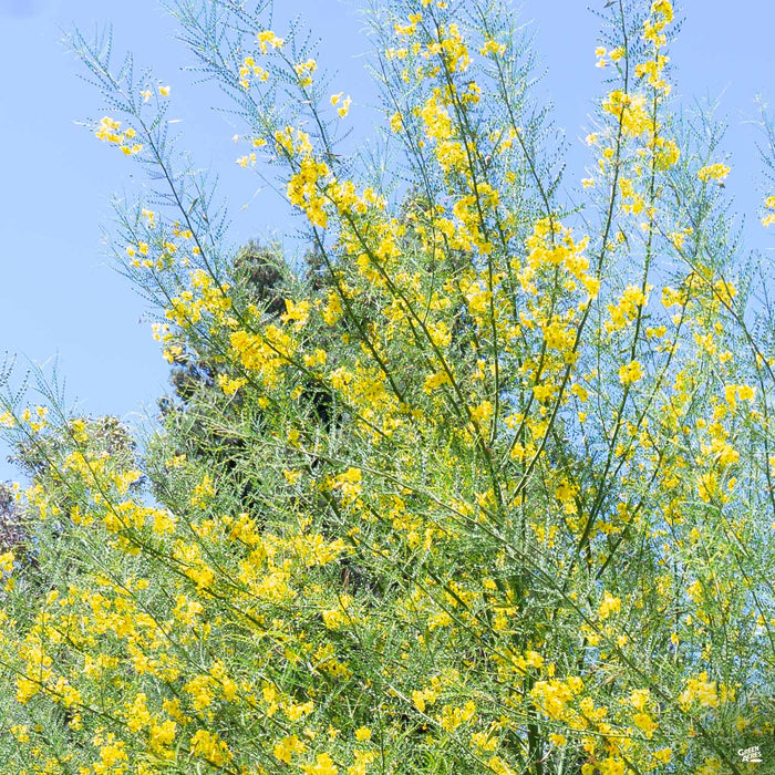 Palo Verde 'Desert Museum' Single Trunk