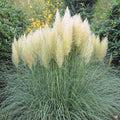 Pampas Grass