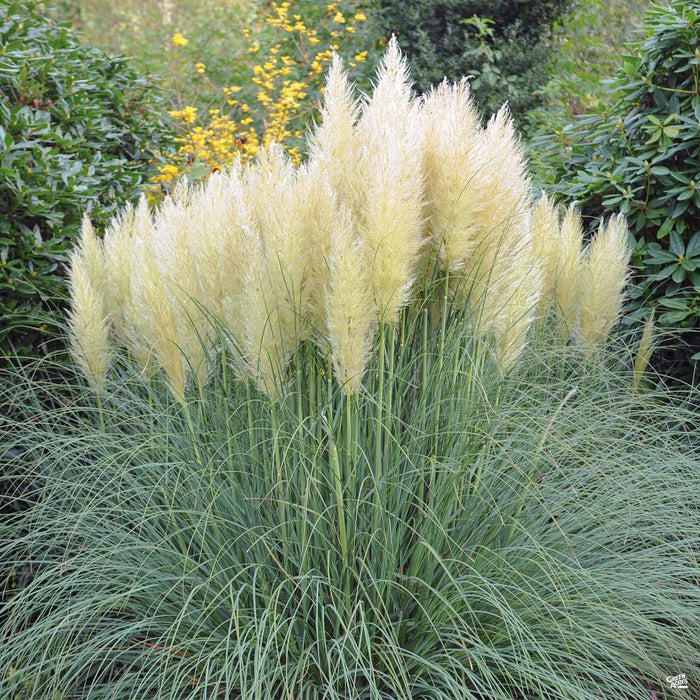 Pampas Grass
