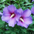 Paraplu Violet Rose of Sharon
