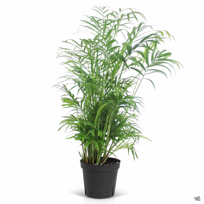 Parlor Palm 4 inch