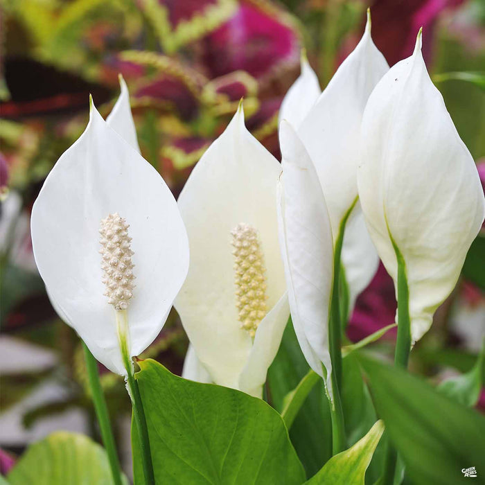Spathiphyllum (Peace Lily)