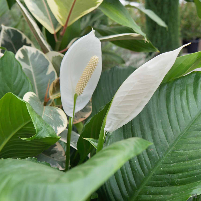 Spathiphyllum (Peace Lily)