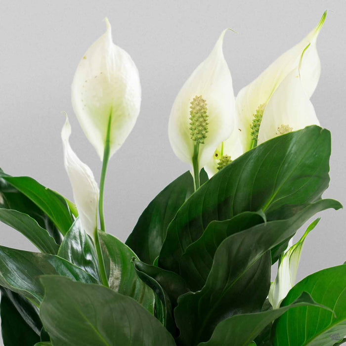 Spathiphyllum (Peace Lily)
