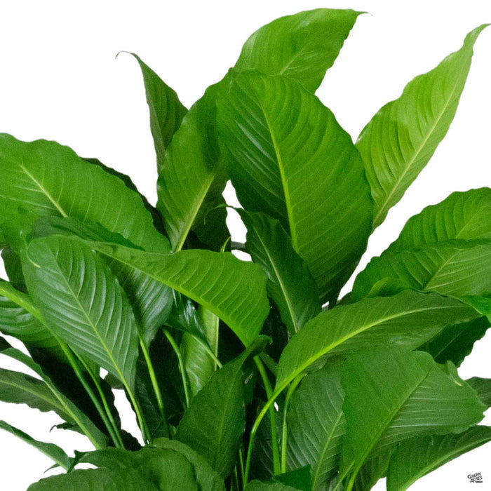 Spathiphyllum (Peace Lily)